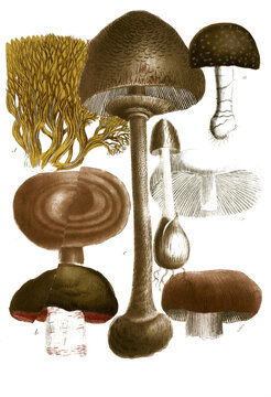 Botanik, Pflanzen, a, Fungus pediculo, b. Fungus campestris inferne rubens, c. Fungus foeditus, d. Fungus coralliformis, e. Fungus piperatus, f. Fungus esculentus, g. Fungus pileololato