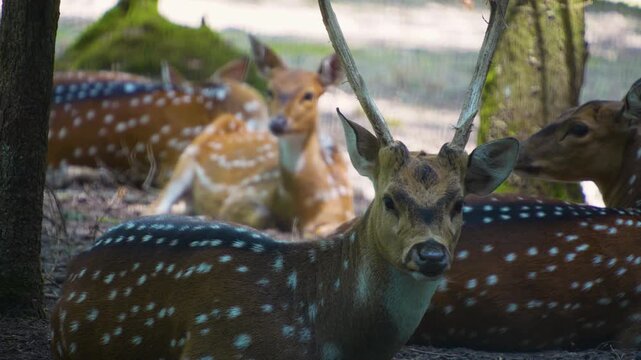 Close up  axis deer resting in the forest on the ground  on a sunny summer day
