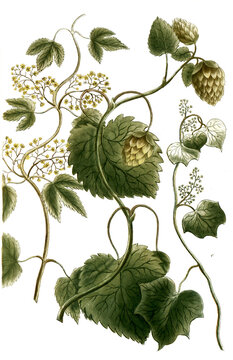 Botanik, Pflanzen, a. Lupulus foemina, wilder Hopfen, b. Lupulus mas, Hopfen, c. Lupulus mechiocanus