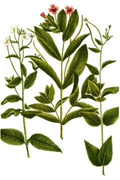 Botanik, Pflanzen, verschiedene Lysimachia siliquosa glabra