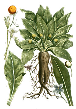 Botanik, Pflanzen, a. Mandragora foemina, b, Mandragora mas Alraune, c. Mandragora flore subcoerules