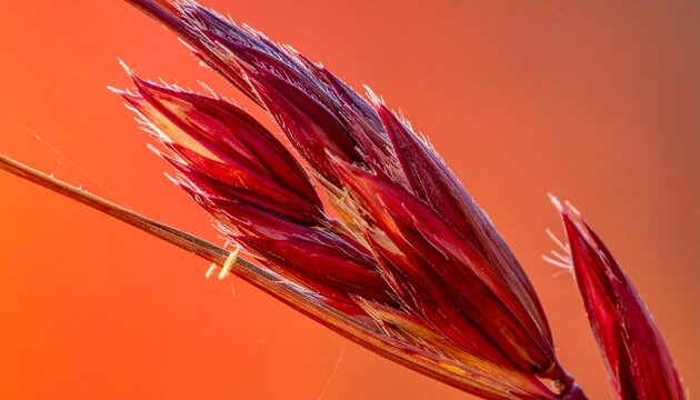 Reddish Autumn Switchgrass Blade Close-Up in Warm Natural Light Macro Portrait