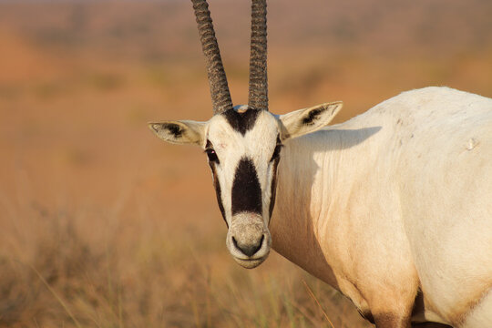 Close-up of a gemsbok with striking facial markings and long horns in warm desert light, showcasing its powerful presence and natural elegance.