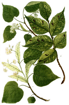 Botanik, Pflanzen, a. Tilia foemina major, Linde, b. Tilia mas, c. Tilia folio minore, kleinbl&auml;ttrige Linde