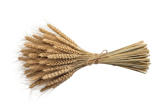 A sheaf of golden wheat stalks tied with twine isolated on a transparent background