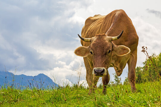 Kuh - Allg&auml;u - H&ouml;rner - Braunvieh - Alpen - Sommer