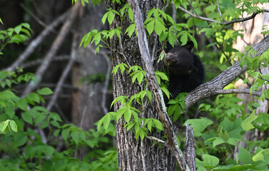 Black Bear Cub in Tree © StevertS