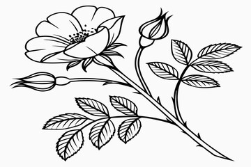 Obraz premium coloring-page line art the morning glory flower black vector