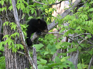 Black Bear Cub in Tree © StevertS