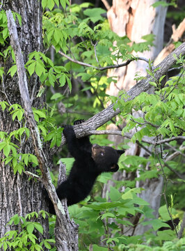 Black Bear Cub in Tree