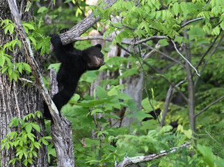 Black Bear Cub in Tree © StevertS