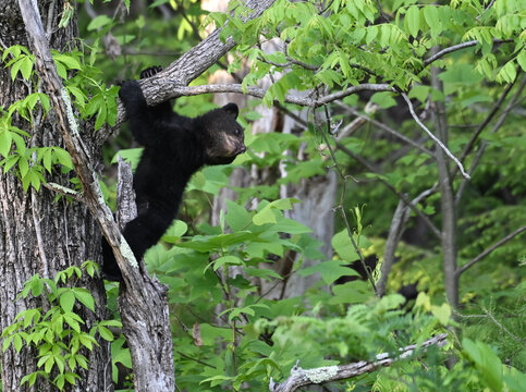 Black Bear Cub in Tree