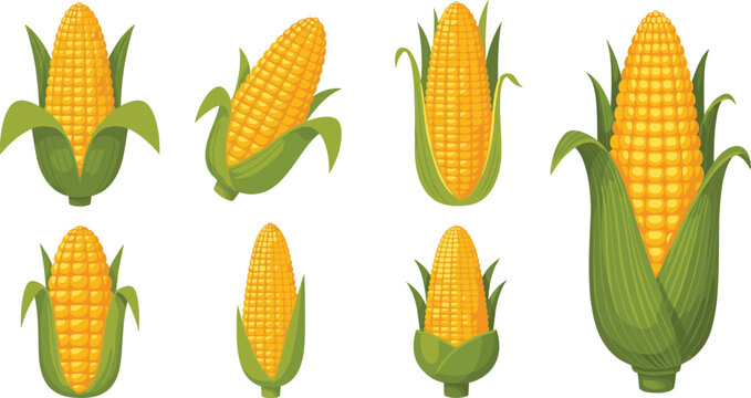 Fresh sweet corn cobs vector illustration kit featuring various ripe yellow maize ears wrapped in green leaves isolated on a transparent background