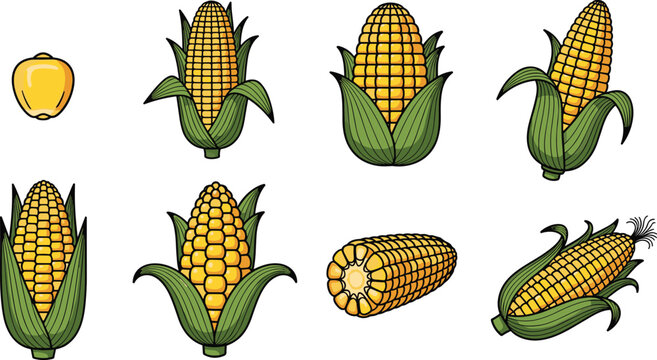 Fresh sweet corn vector design kit featuring yellow maize cobs in green leaf husks sliced piece and single raw kernel on transparent background
