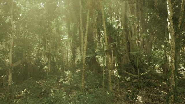 Sunlit mossy forest floor with vines, thick canopy and filtered light beams, damp leaf litter, fern clusters, cool green tones, tranquil solitude ideal