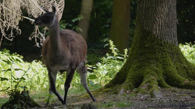 Close up of a guanaco standing around a forest on a sunny summer day.