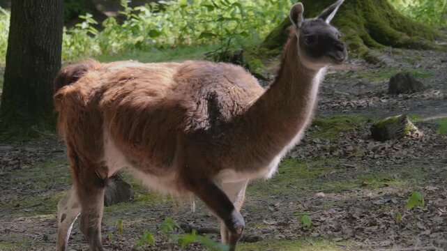 Close up of a guanaco standing around a forest on a sunny summer day.