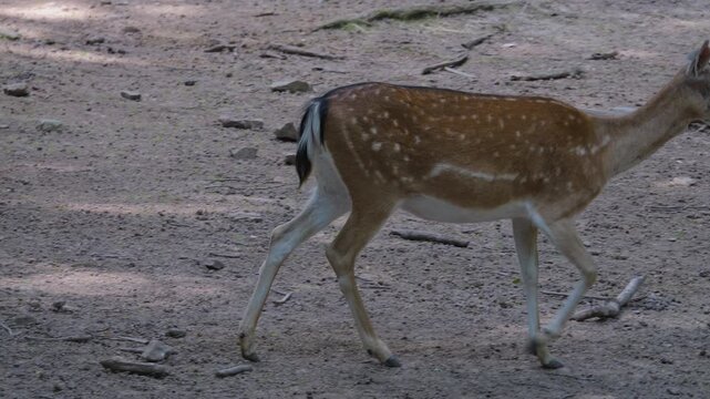 Close up  of a female axis deer walking in the forest on the ground  on a sunny summer day in slow motion