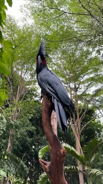 A parrot with a good posture and thick black feathers is relaxing on a tree branch.