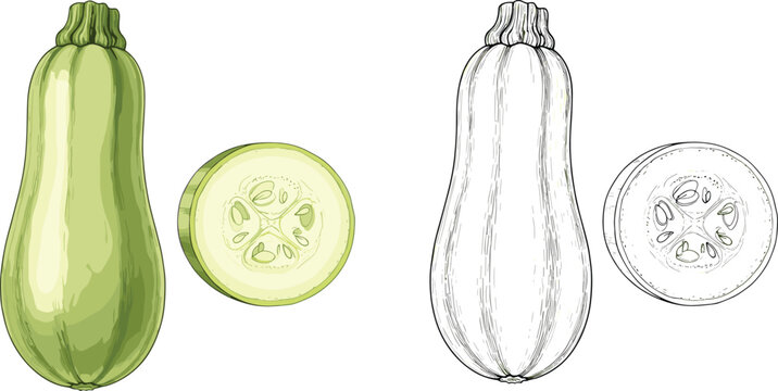 Hand drawn green zucchini vector illustration set featuring colored and line art sketch versions with whole squash and cross section slices.