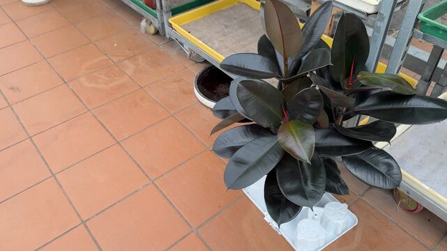 Close-up rubber ficus in pot glossy leaves on terracotta tile with white plastic saucer, nursery display setting, bright daytime