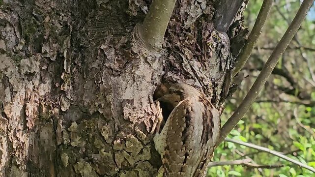The Eurasian snake-head torquilla is looking for a tree hollow. Mysterious plumage camouflage against the texture of old tree bark.