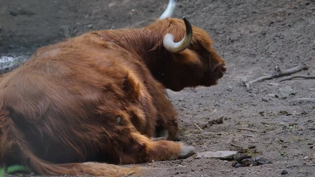 Close up of a red Scottish highland cow bull resting on the ground chewing and moving his head on a sunny summer day