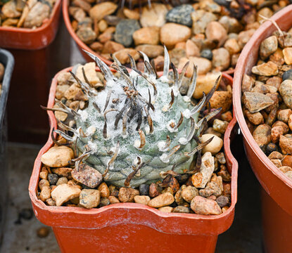 Turbinicarpus cactus, a spherical succulent with thick white fur