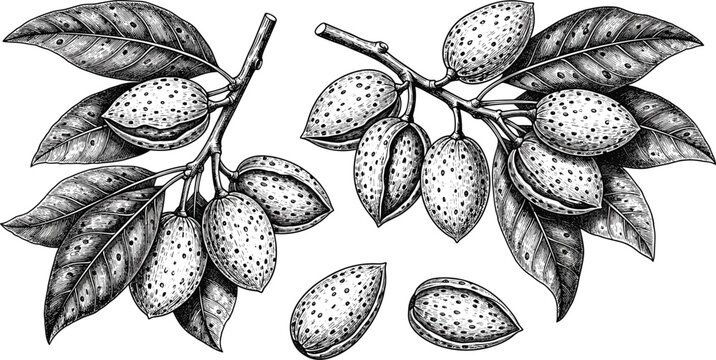 Hand-drawn vector illustration of almond branches with leaves and almonds, black-and-white style on transparent background, natural nuts, healthy snack, organic food, and botanical illustration