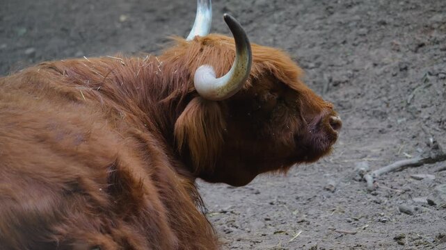 Close up of a red Scottish highland cow bull resting on the ground chewing and moving his head on a sunny summer day