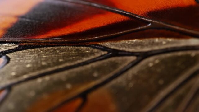 Blade knife with sharp edge and reflective surface in close-up view featuring macro, metallic, shiny with steel and cutting elements for tool, weapon
