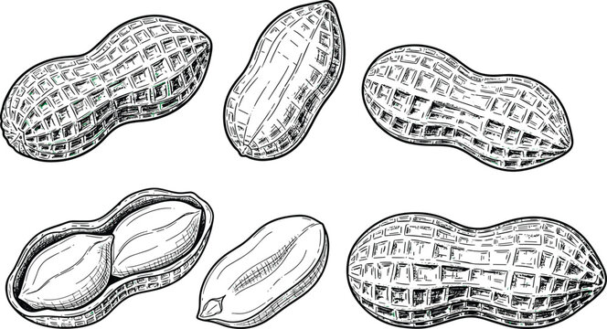 Hand-drawn vector illustration of peanuts in shell and shelled peanuts in black-and-white style, transparent background, healthy snack, natural food, protein-rich, and organic nuts