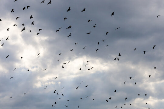 A large flock of birds circles dynamically against a gloomy pre-storm sky filled with dense, heavy clouds.