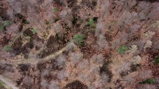 Drohne fliegt &uuml;ber Wald mit noch kahlen Kronen, Mischwald, Fr&uuml;hling, Luftaufnahme