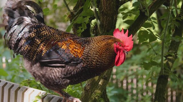 Close up of male chicken rooster standing on a fence and crowing on a sunny spring day