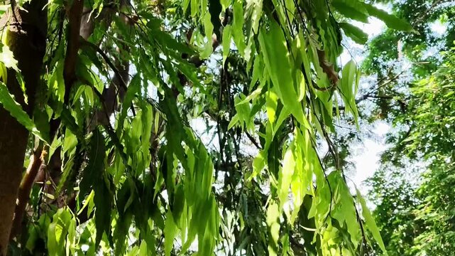 False Ashoka Tree Leaves Swaying in Sunlight Nature Video