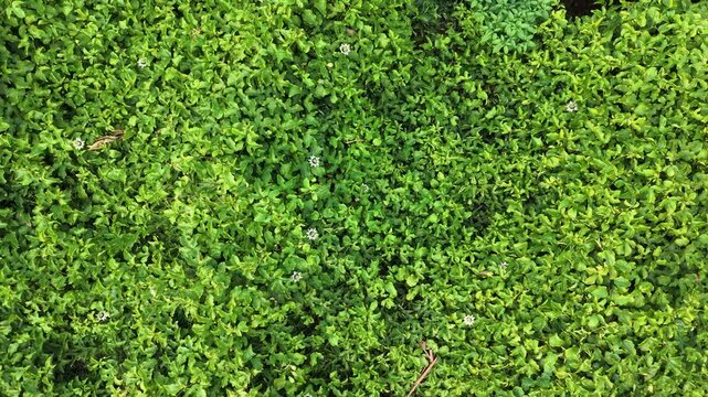 Top Down Aerial Shot of Blooming Flowers in Passion Fruit Plantation