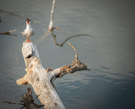 Common tern