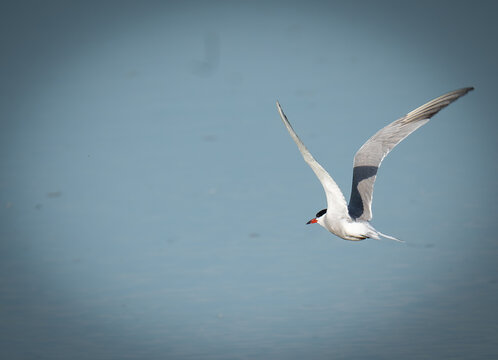 Common tern