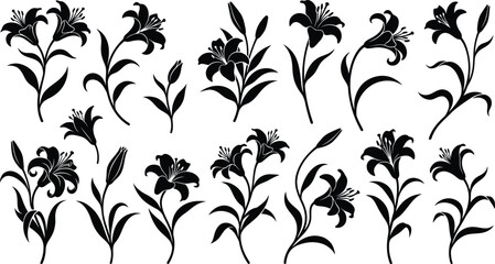 Black floral silhouettes, lily flowers and leaves on white background © hr graphics