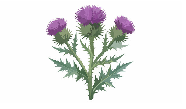 Realistic Scottish thistle vector with purple flowers isolated on white background