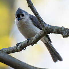 A tufted titmouse perches on a tree branch in soft backlight, showing its crest, pale underside, black forehead, and long gray tail. © Ye