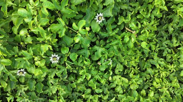 Top Down Aerial Shot of Slowly Ascending Over Blooming Passion Fruit Orchard