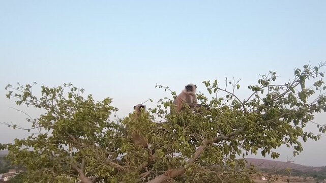 Two Langur Monkeys Sitting on top of a Green Tree in Rural India