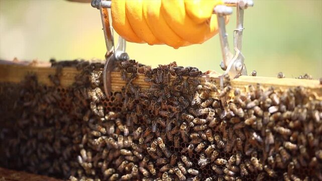  Honey bees start working with the arrival of spring.