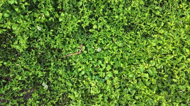 Top Down Rotating Aerial Shot of Ascending Over Blooming Passion Fruit Vineyard
