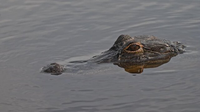 Closeup young American gator in morning light.
