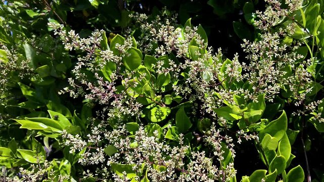 Blooming Privet Shrub In Italy