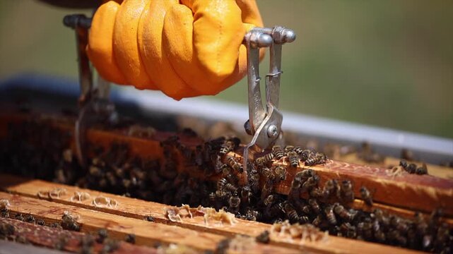  Honey bees start working with the arrival of spring.