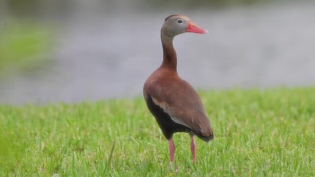 Black bellied whistling duck on coarse grass.